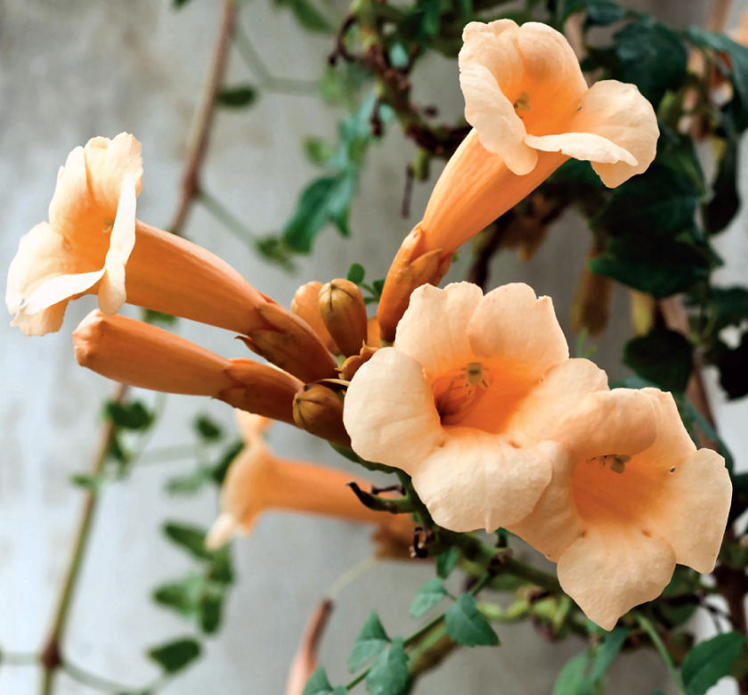 Yellow Trumpetvine Natorp's Online Plant Store